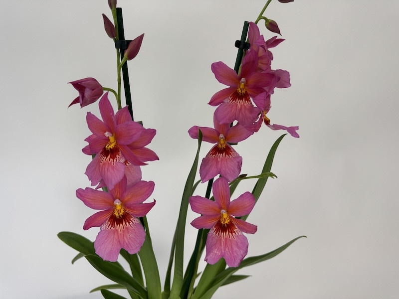 Burrageara Nelly Isler 'Rosy' (2 Rispen)
